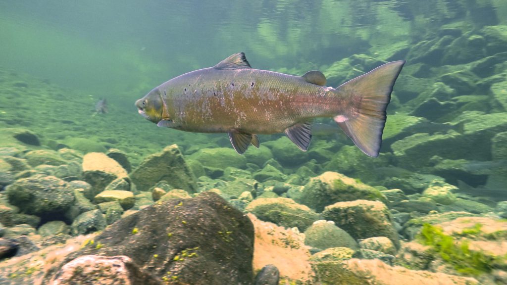 Salmon-in-Namsen-scaled-1.jpg